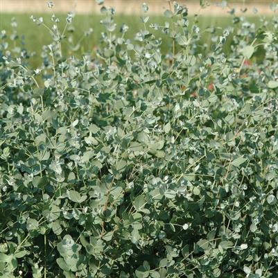 Eucalyptus gunnii Silver Drop