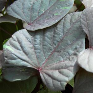 Ipomoea batatas Ace of Spades