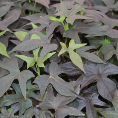Ipomoea batatas Blackie
