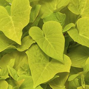 Ipomoea batatas Sidekick&trade; Lime Heart