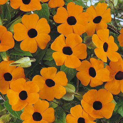 Thunbergia Sunny Orange Wonder
