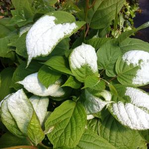 Actinidia kolomikta (male & female combo) Arctic Beauty