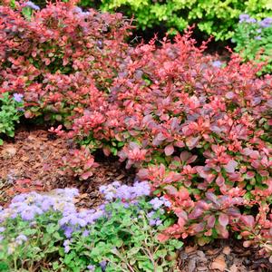 Berberis thunbergii Royal Burgundy&reg;