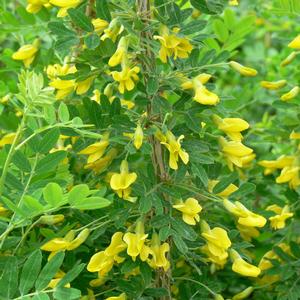 Caragana arborescens Sutherland