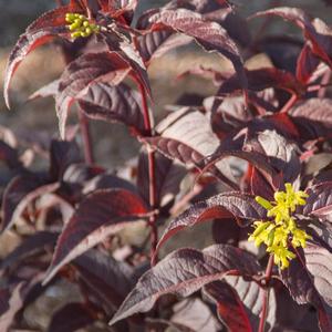 Diervilla splendens Nightglow&trade;