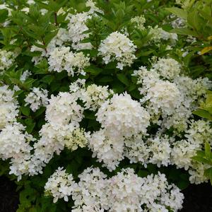 Hydrangea paniculata Bombshell