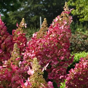 Hydrangea paniculata Candelabra&trade;