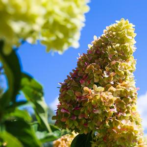 Hydrangea paniculata Dragon Baby&trade;