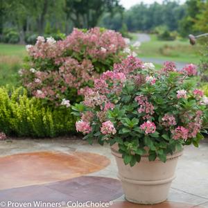 Hydrangea paniculata Little Quick Fire&reg;