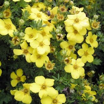 Potentilla fruticosa Gold Drop ('Farreri')