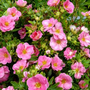 Potentilla fruticosa Pink Paradise
