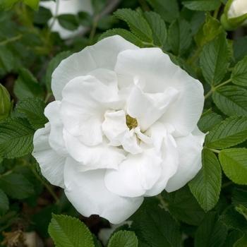 Rosa Blanc Double De Coubert