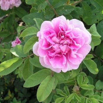 Rosa Therese Bugnet