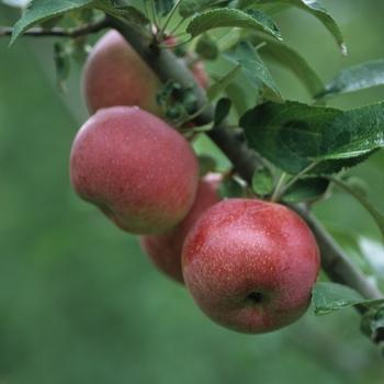 Malus Harcourt, September Ruby, Battleford, Norland