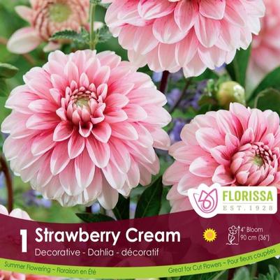 Dahlia Strawberry Cream