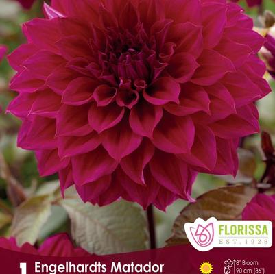 Dahlia Engelhardt's Matador