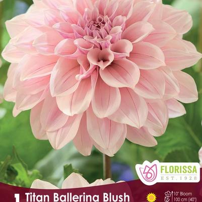 Dahlia Titan Ballerina Blush
