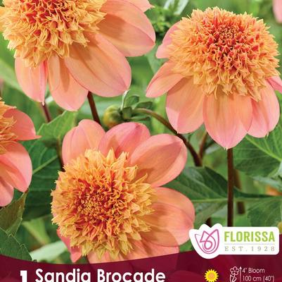 Dahlia Sandia Brocade