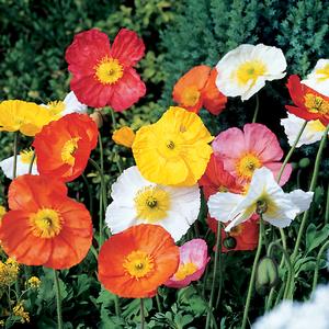 Papaver nudicaule Mix
