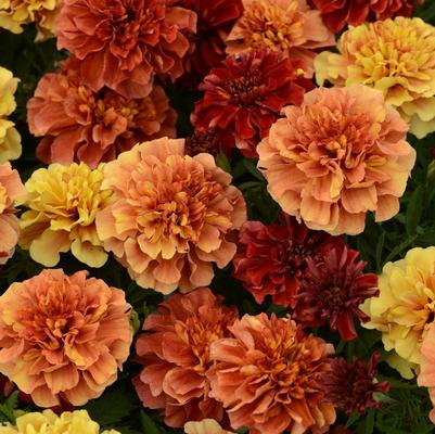 Marigold Strawberry Blonde