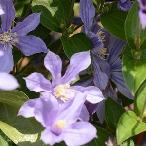 Clematis Arabella