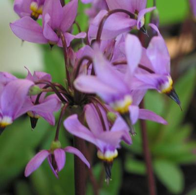 Dodecatheon meadia 
