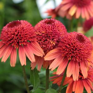 Echinacea Carrot Cake
