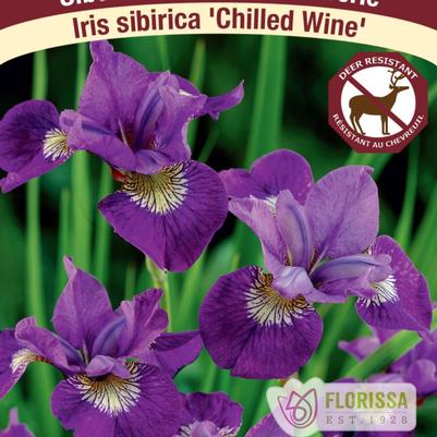 Iris siberica Chilled Wine