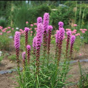 Liatris spicata Kobold