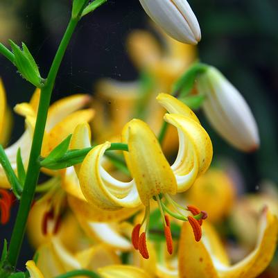 Lilium martagon Golden Morning