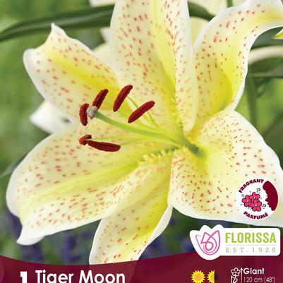 Lilium Tiger Moon