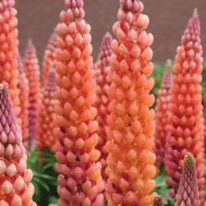 Lupinus polyphyllus Salmon Star