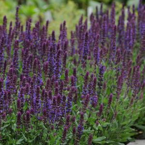 Salvia (per) nemorosa Blues