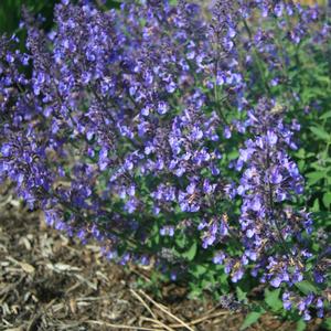 Nepeta (per) x faassenii Junior Walker&trade;