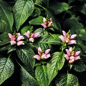 Chelone lyonii Pink Temptation