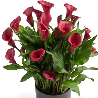 Calla Lily Red Salsa