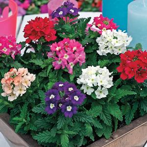 Verbena Mix