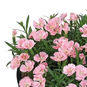 Dianthus (per) Beauties&reg; Freya