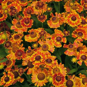 Helenium autumnale Fuego