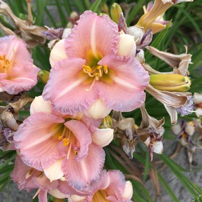 Hemerocallis Bloomfinity™ Blushing Bluebell