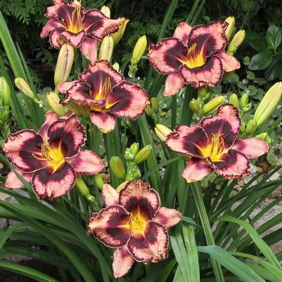 Hemerocallis Simmons Overture
