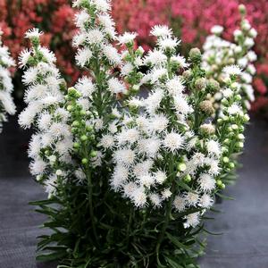Liatris White Feather