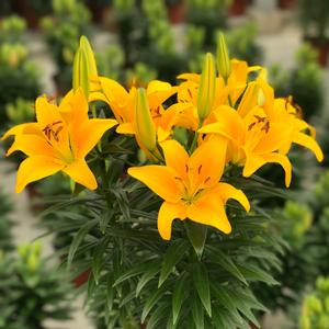 Lilium asiaticum Tiny Bee