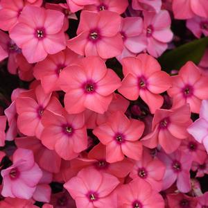 Phlox (per) paniculata Coral