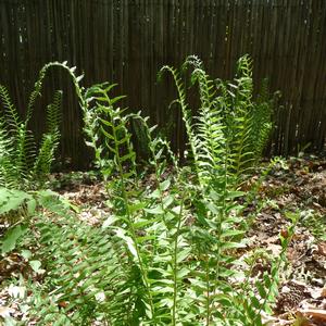 Grass (Per) Polystichum acrostichoides 