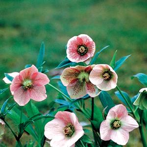 Helleborus orientalis Lady Pink Lady