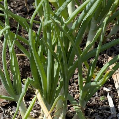 Onion Walla Walla