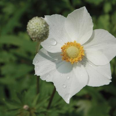 Anemone japonica Sylvestris