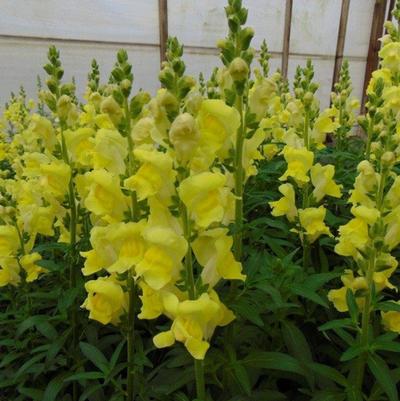 Snapdragon Rocket Golden