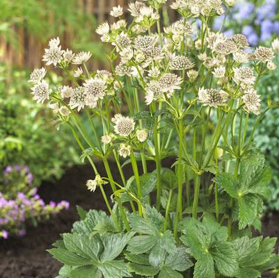Astrantia major Star of Billion